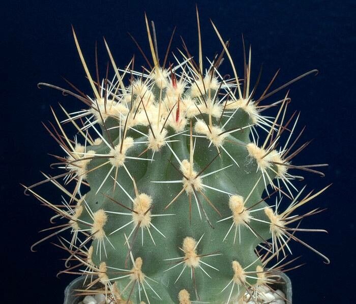 Sclerocactus whipplei — houseplant care guide