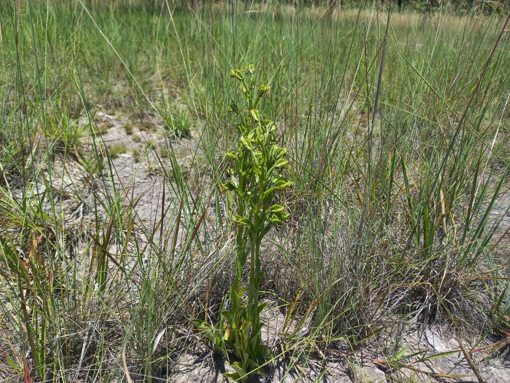 Habenaria tentaculigera habit