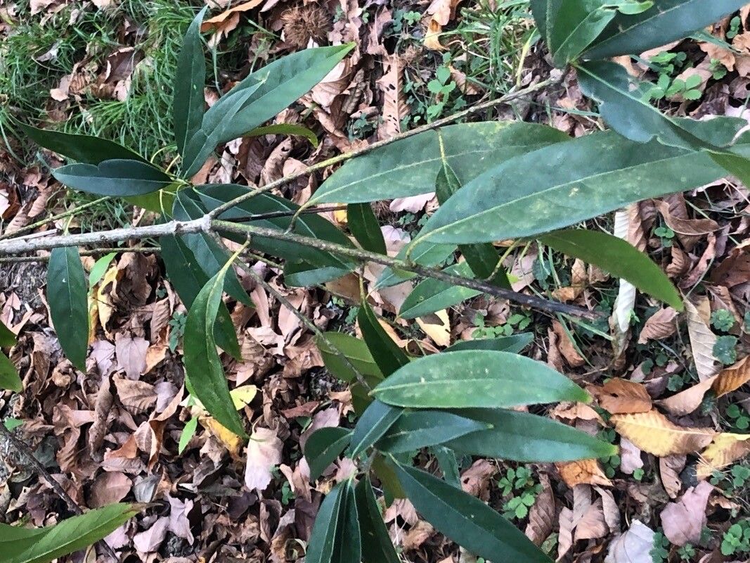 Lithocarpus harlandii — search result for 'Lithocarpus'