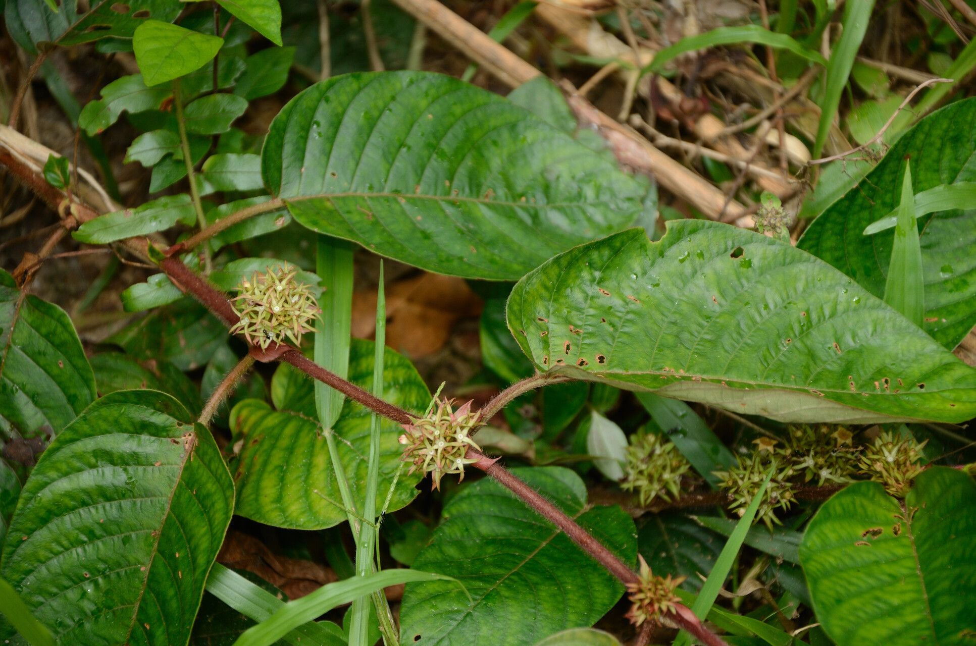 Sabicea mabouniensis — houseplant care guide