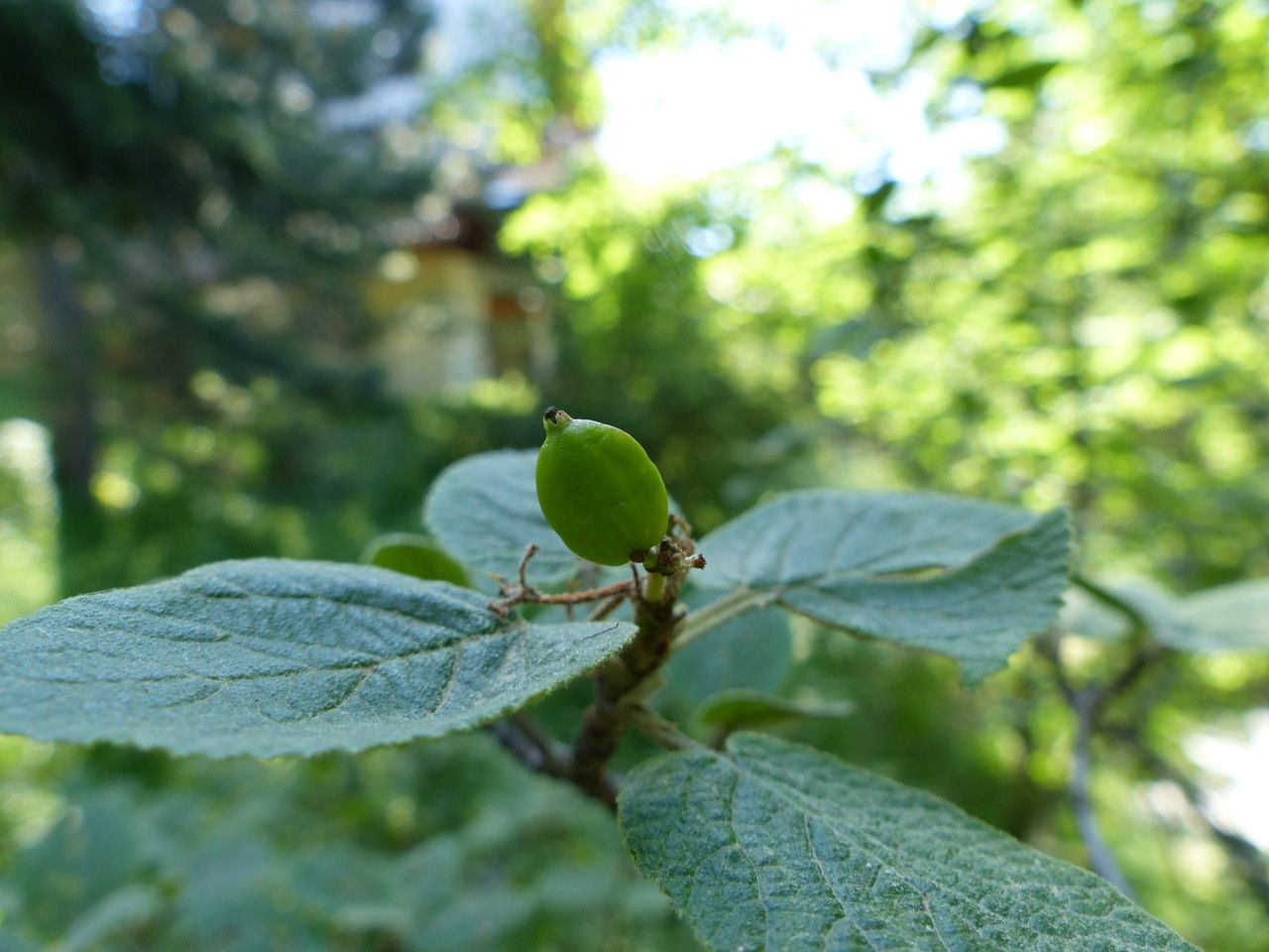Cotoneaster nebrodensis fruit