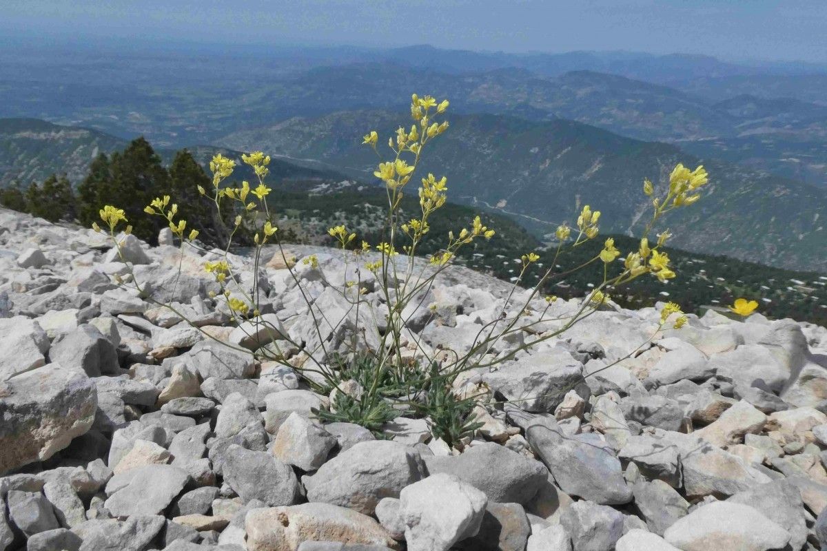 Biscutella brevicaulis habit