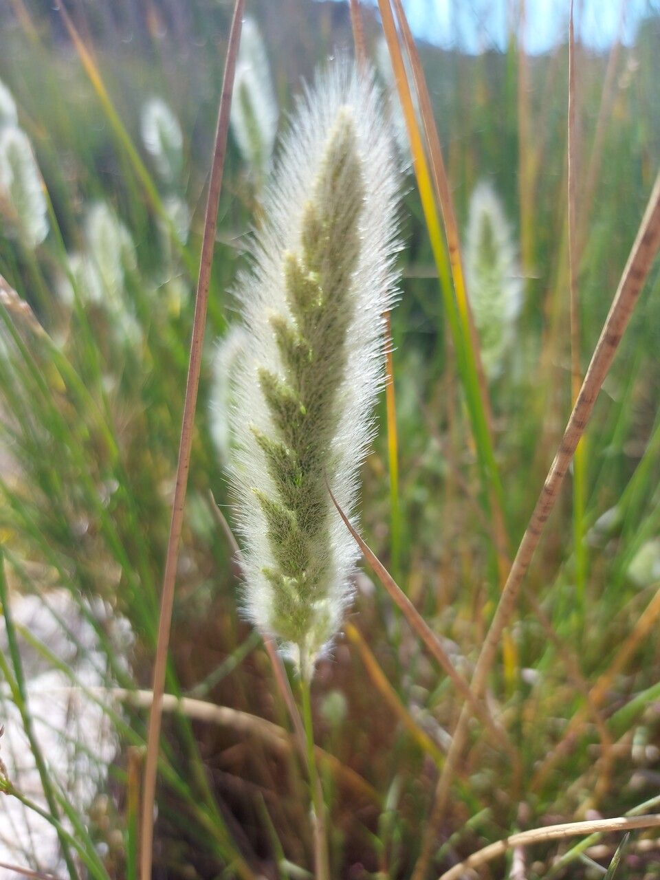 Polypogon maritimus flower