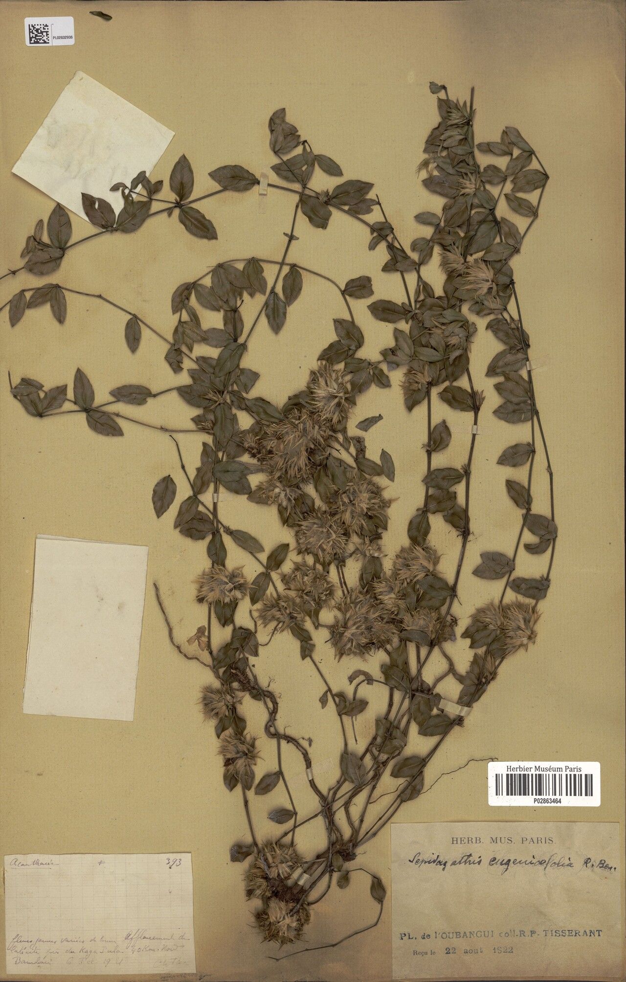 Lepidagathis eugeniifolia — houseplant care guide