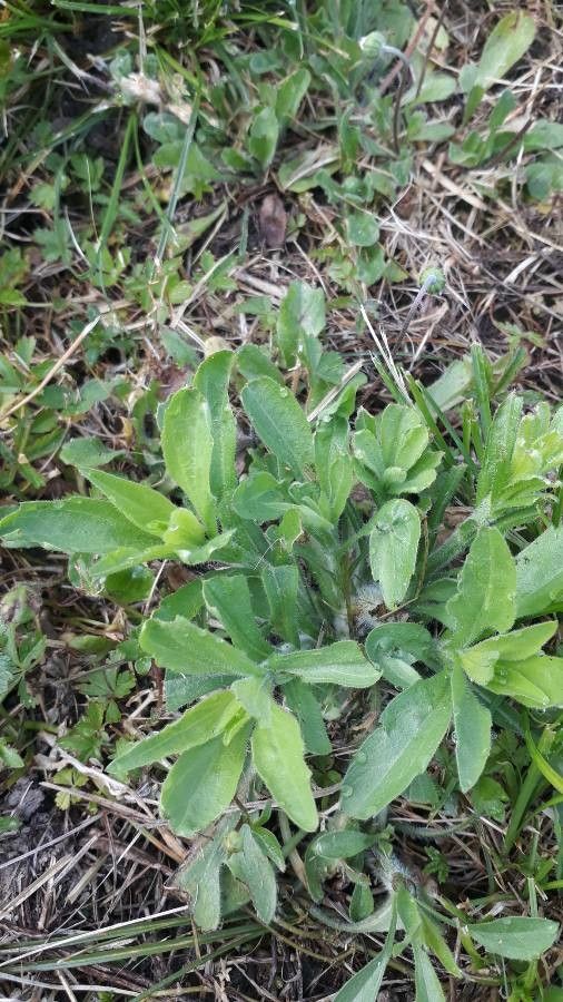 Plantago rhodosperma — search result for 'Plantago'