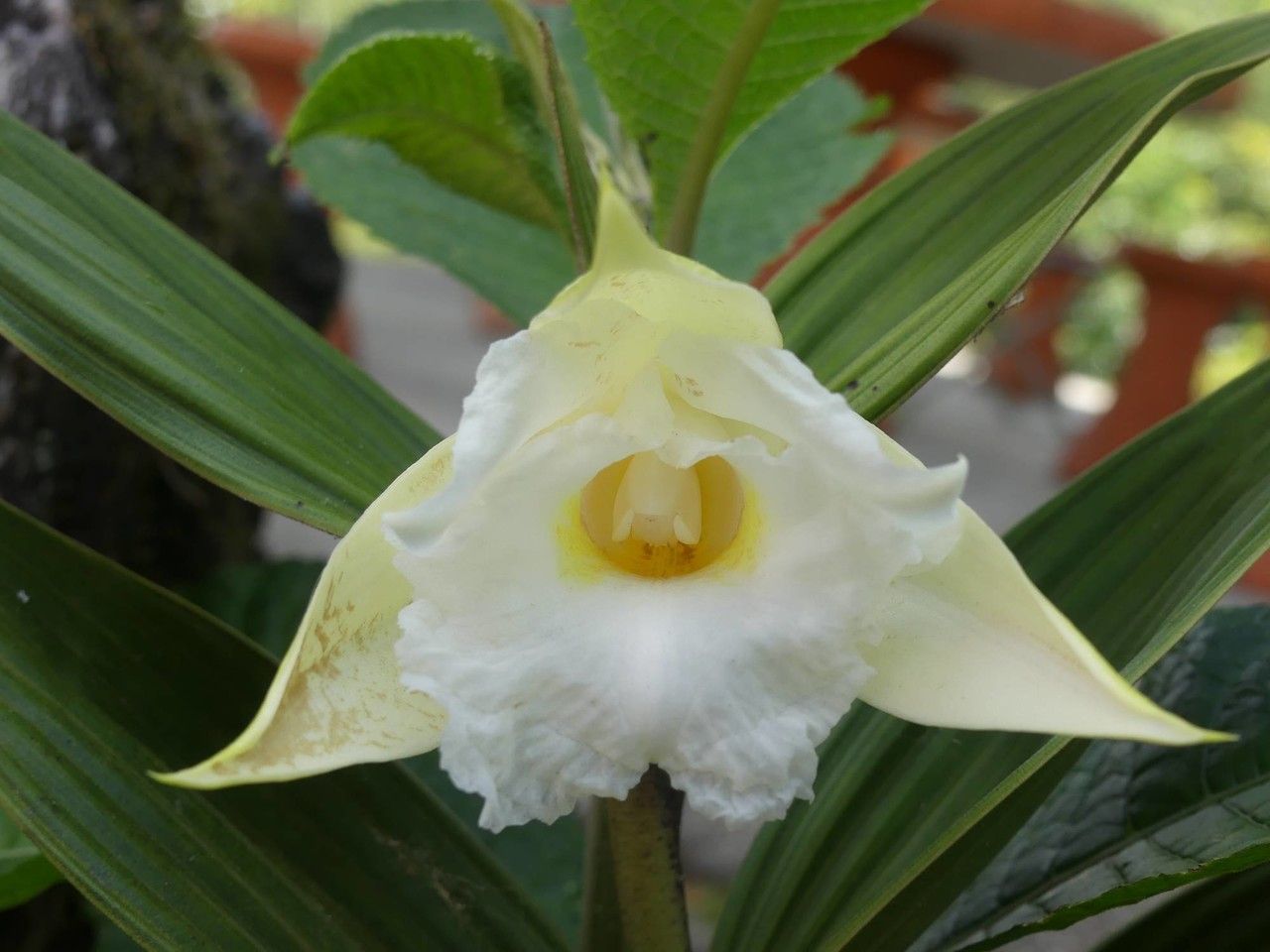 Sobralia kerryae — houseplant care guide
