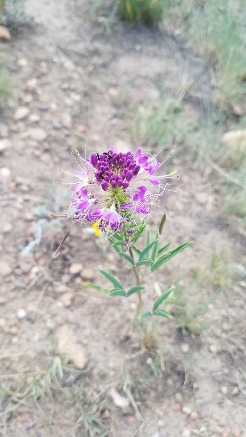 Cleome serrulata flower