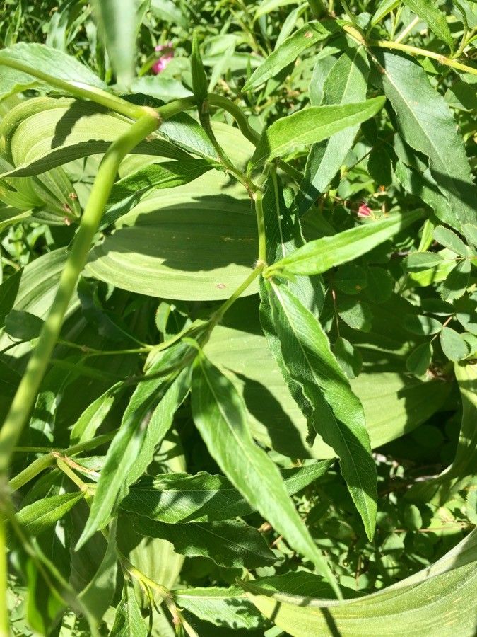 Aconogonum alpinum — houseplant care guide