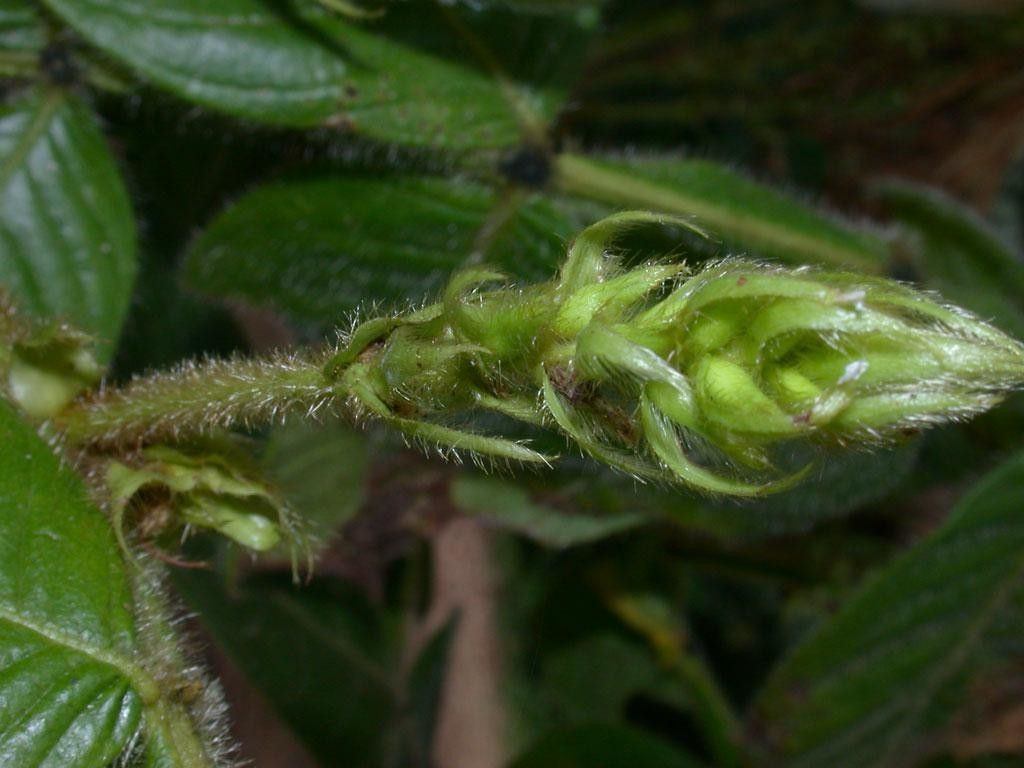 Inga tonduzii fruit