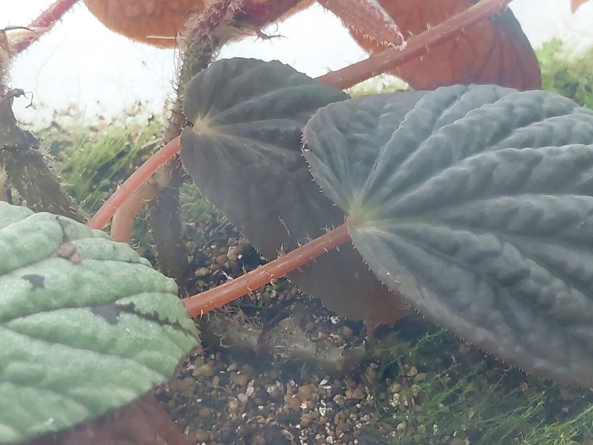 Begonia aketajawensis other