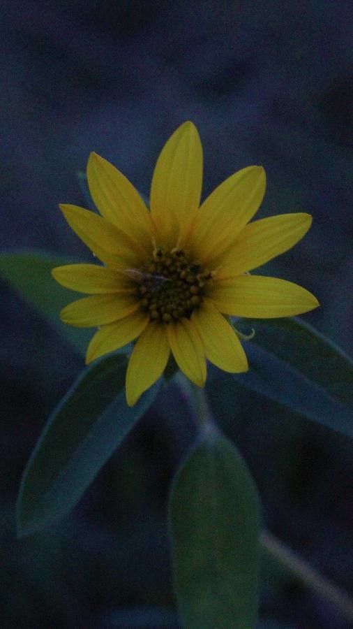 Helianthus pumilus flower