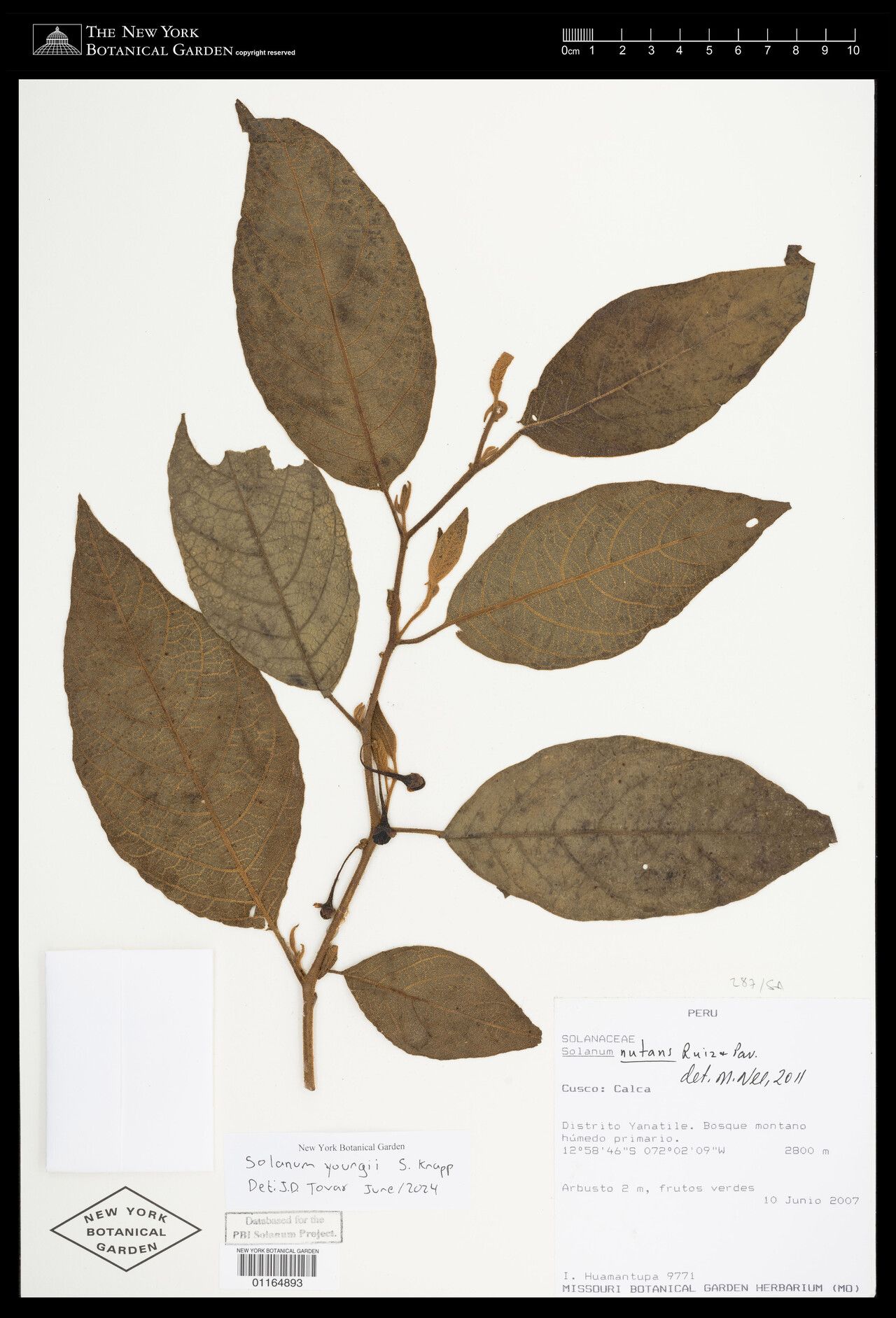 Solanum youngii — houseplant care guide