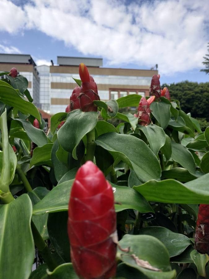 Costus spicatus flower