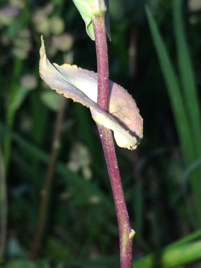 Lepidium perfoliatum leaf