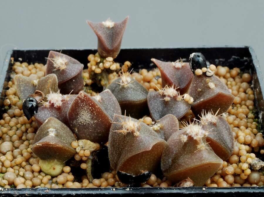 Peniocereus marianus — related species from the same genus