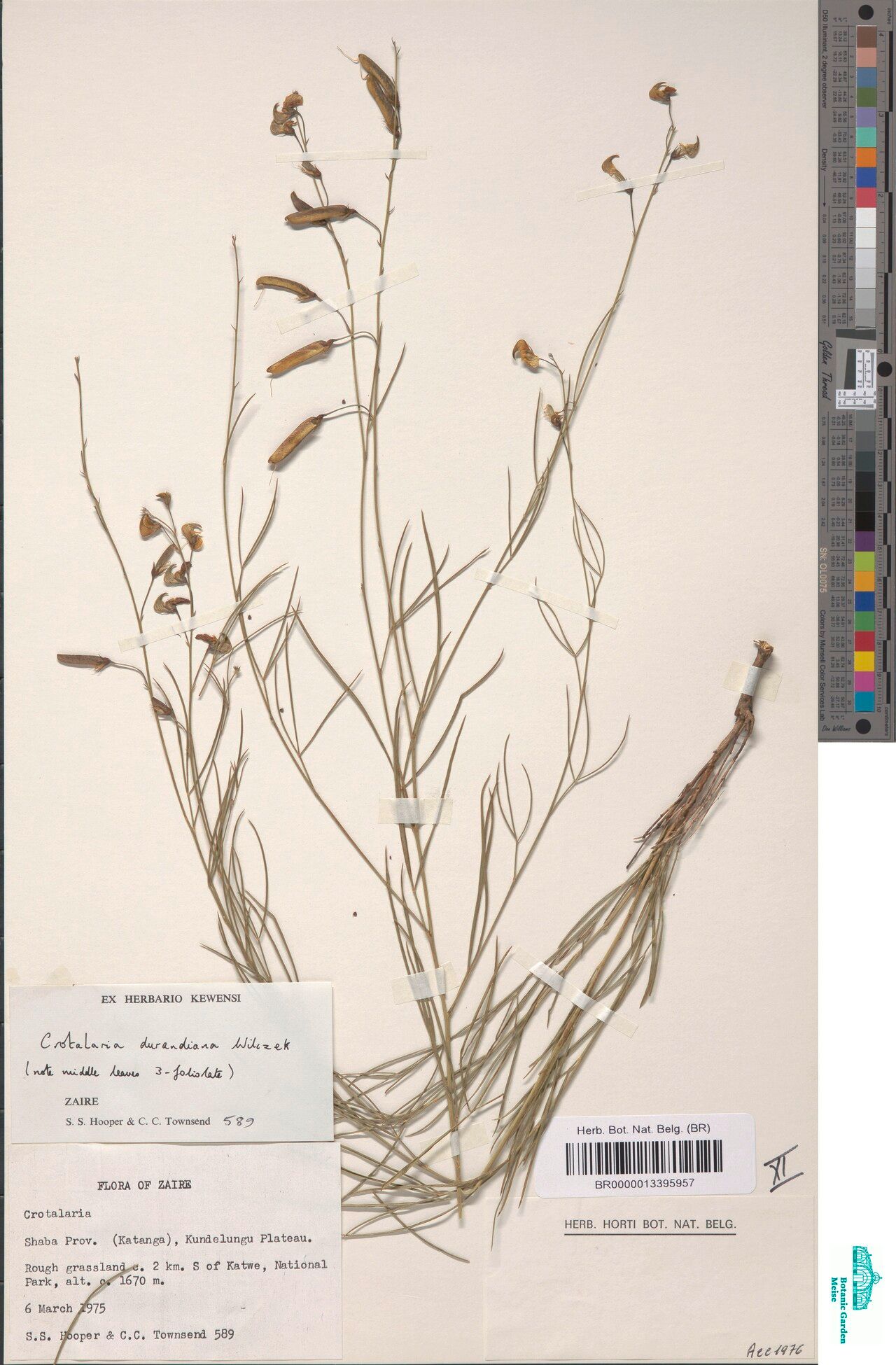 Crotalaria durandiana — houseplant care guide