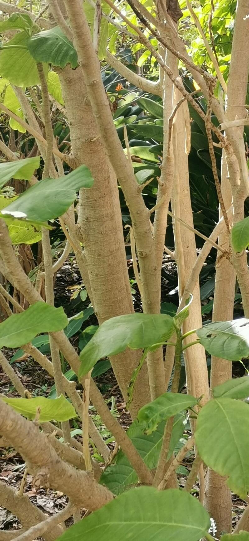 Dendrocnide meyeniana bark