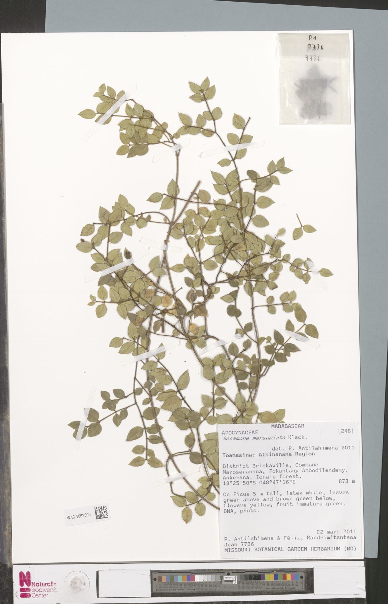 Secamone marsupiata — houseplant care guide