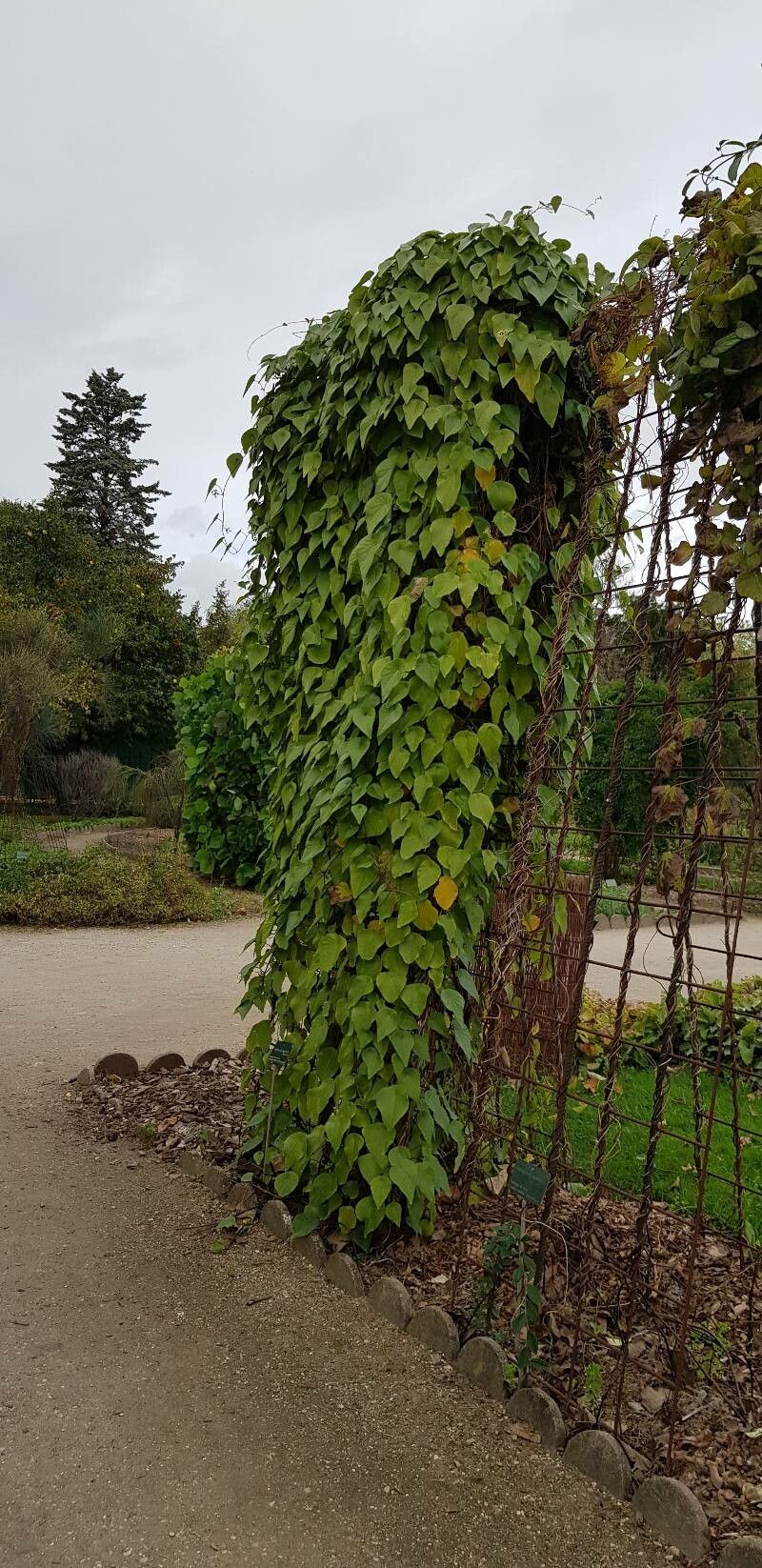 Stephania japonica habit