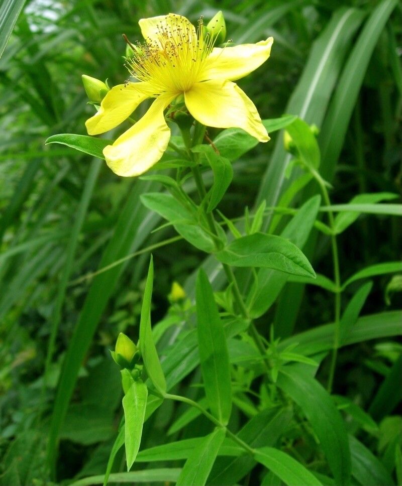Hypericum ascyron flower