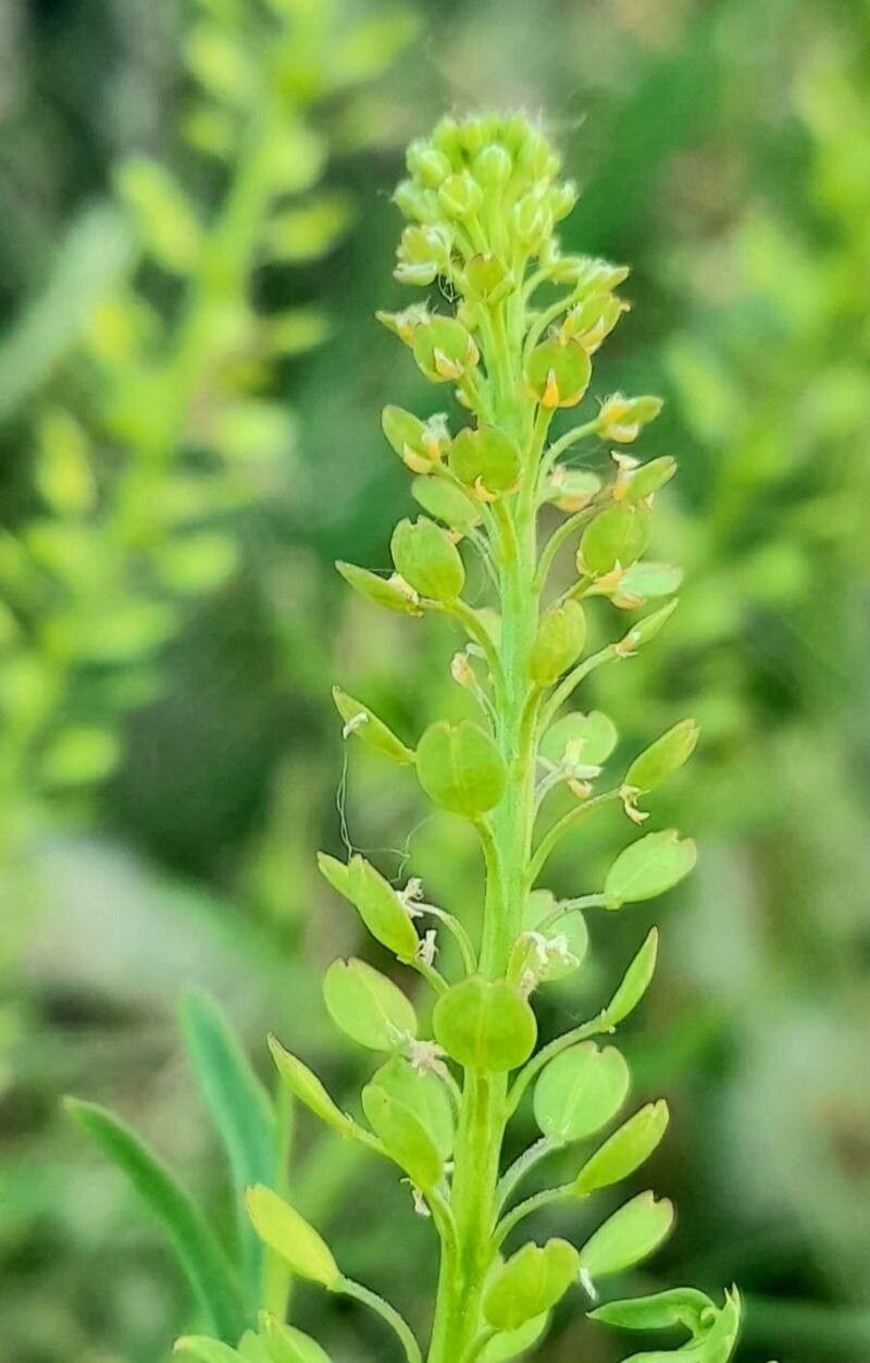 Lepidium bonariense flower