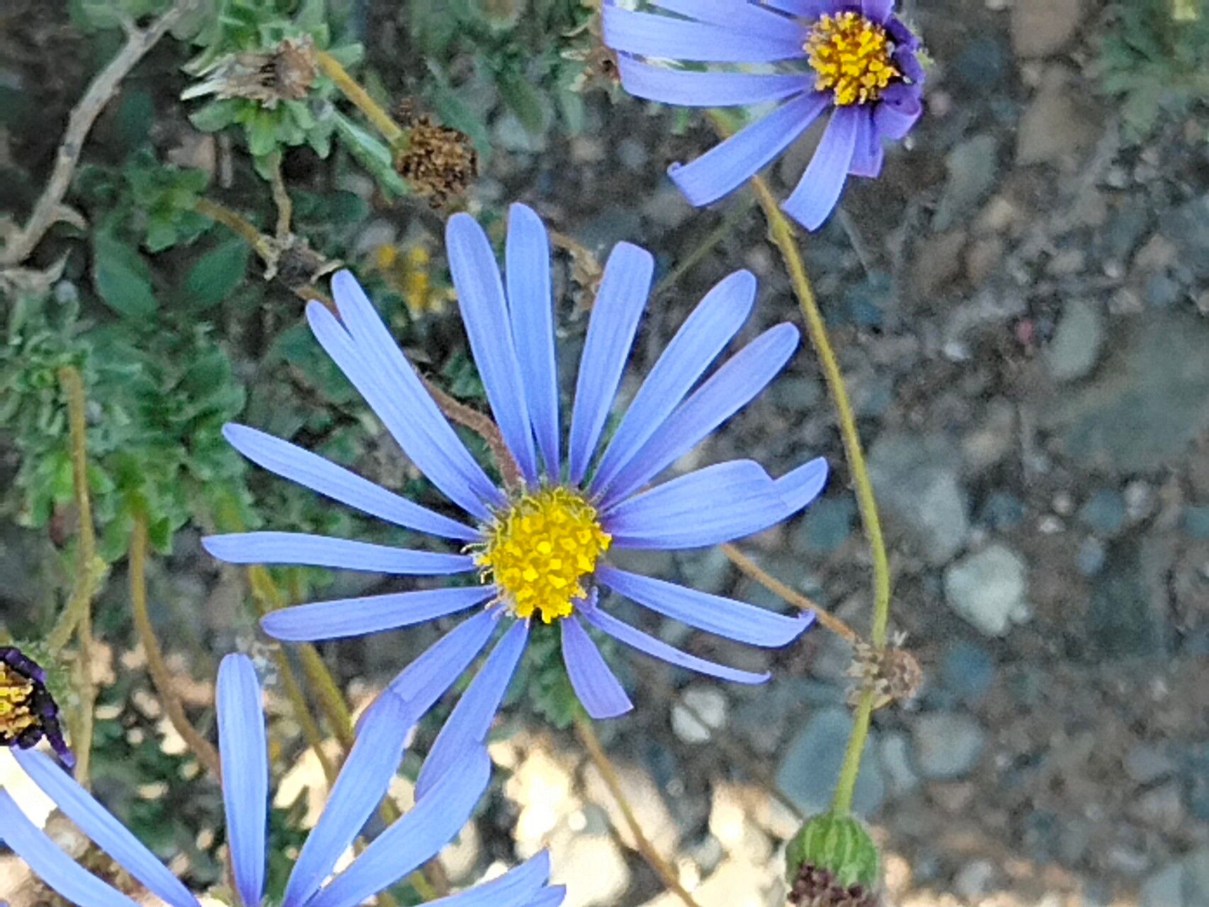 Felicia amoena flower