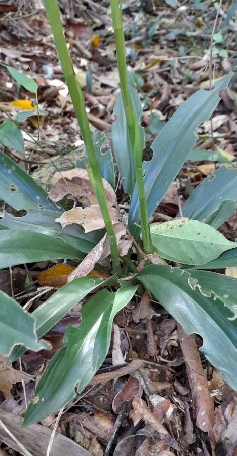 Cyclopogon congestus — related species from the same genus