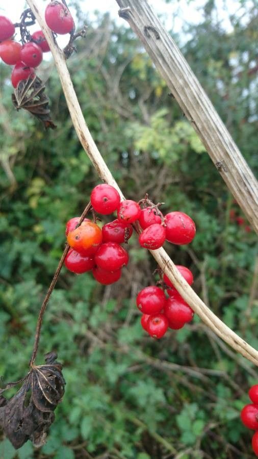 Tamus communis fruit