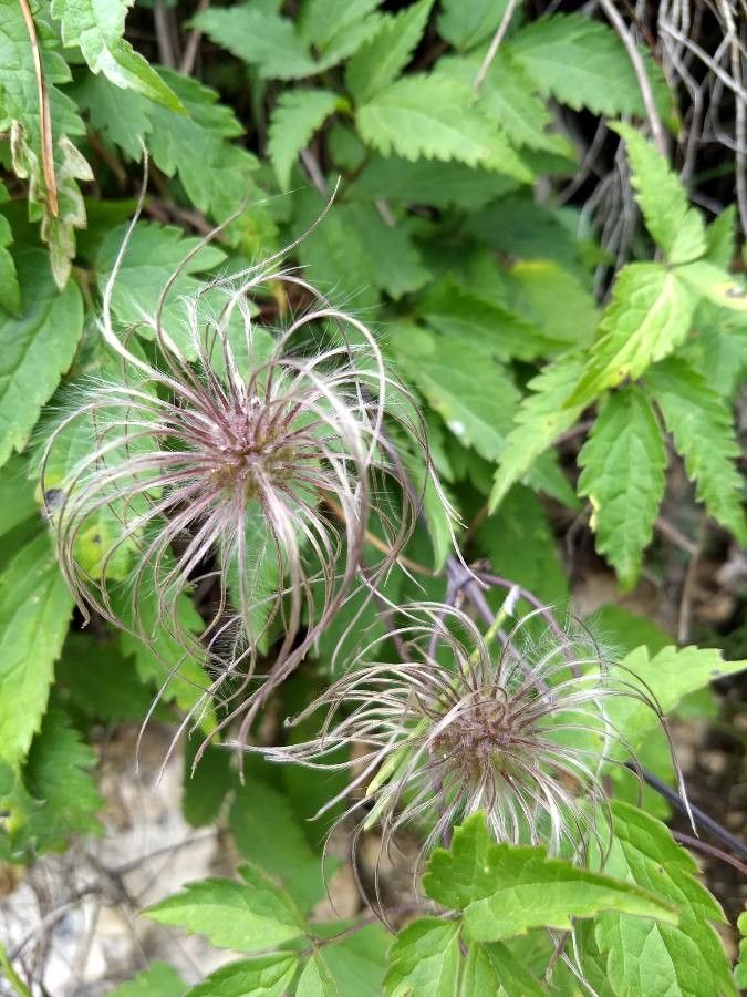 Clematis alpina fruit