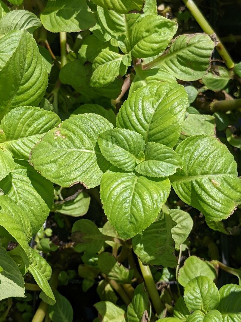 Limnophila rugosa — houseplant care guide