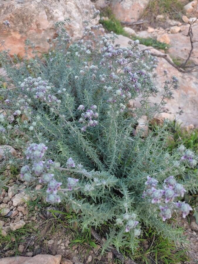 Teucrium capitatum — search result for 'Teucrium'