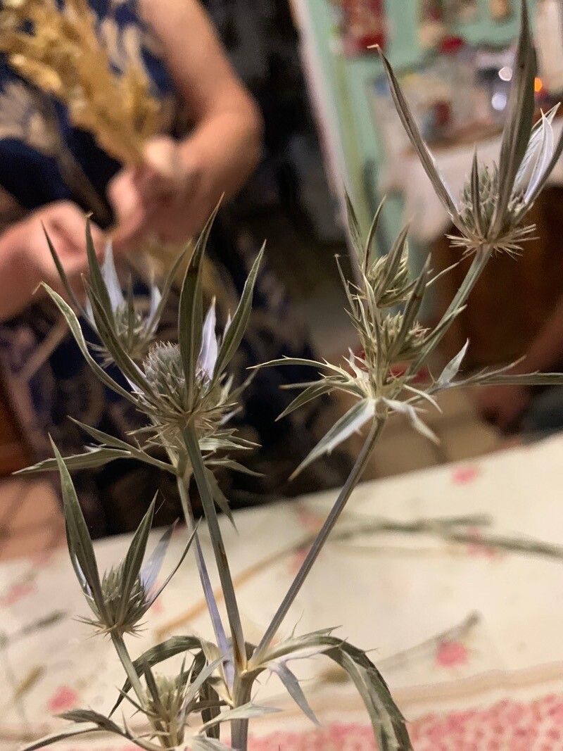 Eryngium heterophyllum flower
