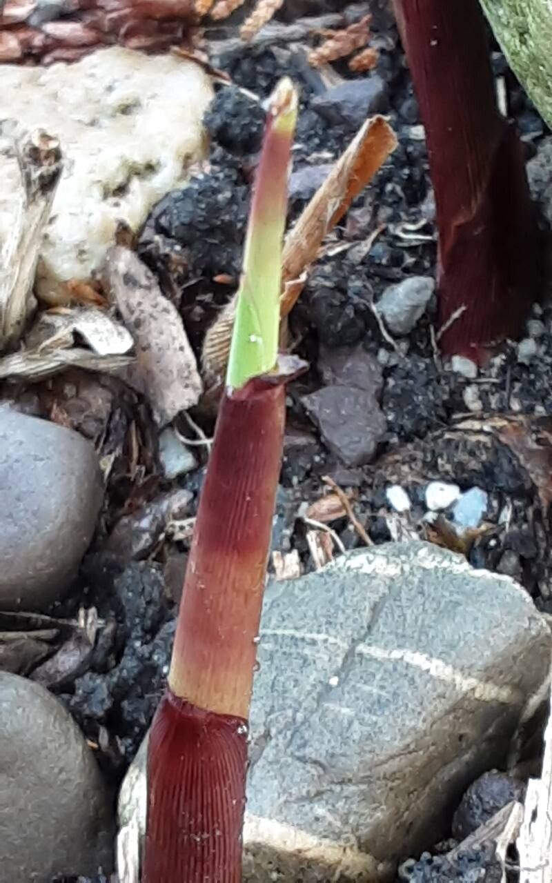 Miscanthus × longiberbis leaf