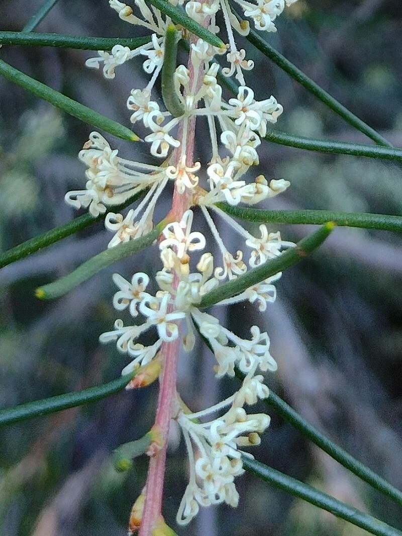 Hakea propinqua — search result for 'Hakea'