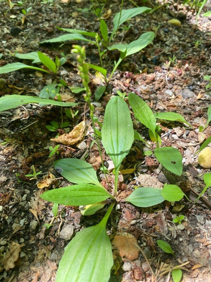 Plantago depressa — search result for 'Plantago'