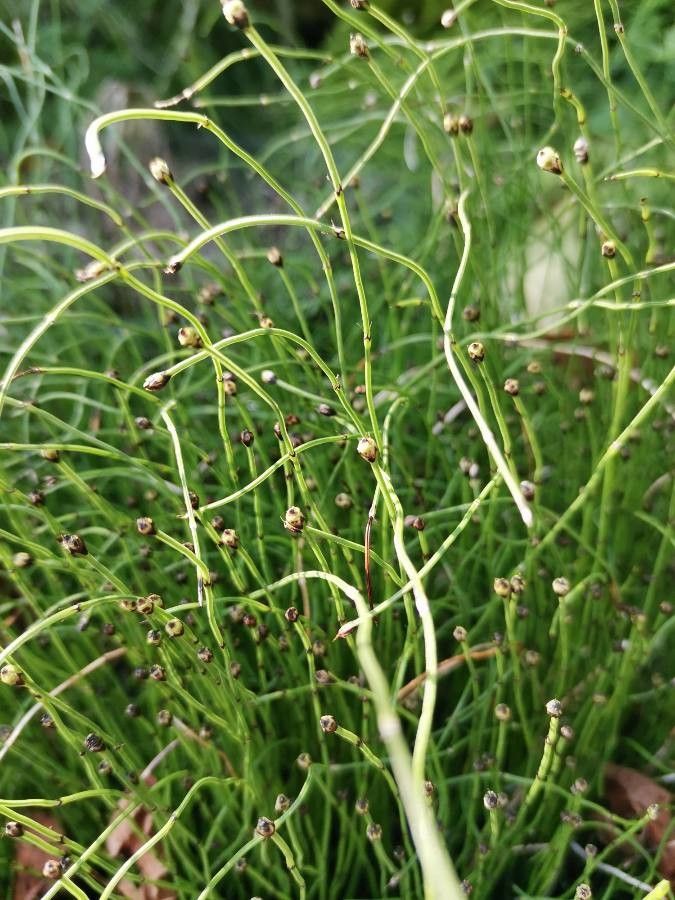 Equisetum scirpoides leaf