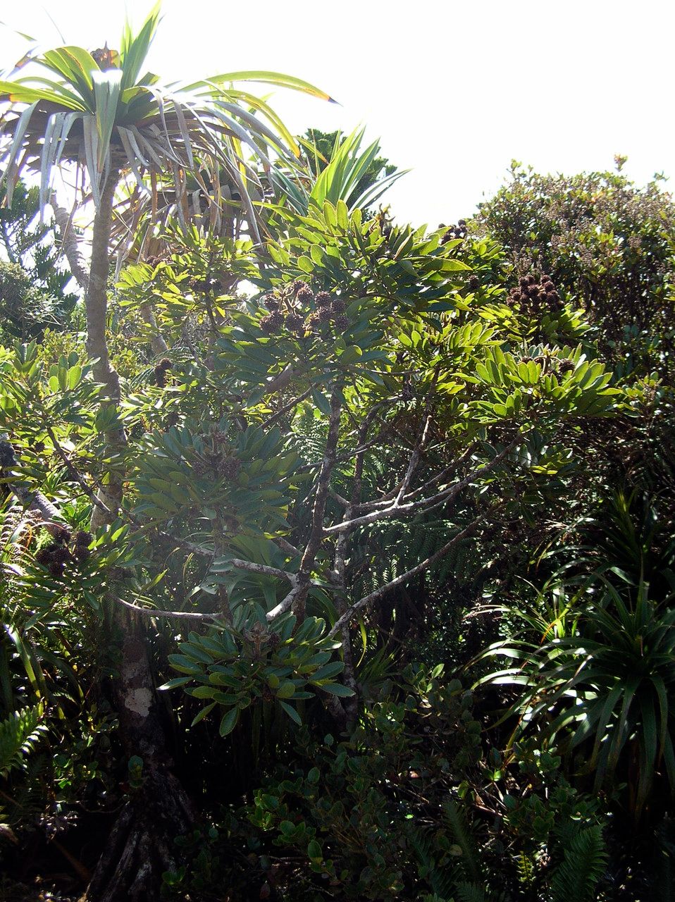 Pancheria mcphersonii habit