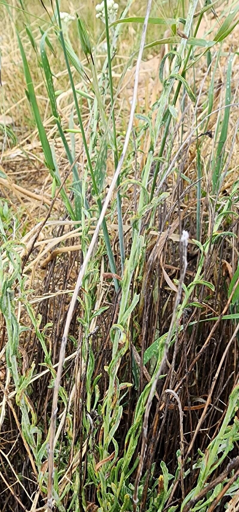 Helichrysum globiferum bark