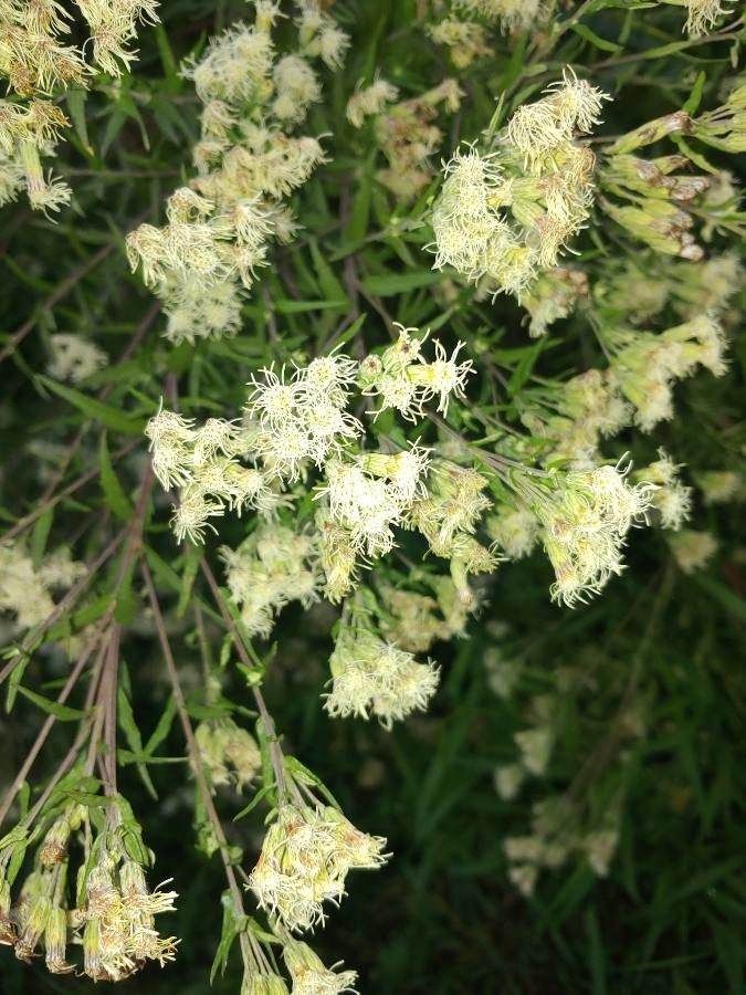 Brickellia eupatorioides flower