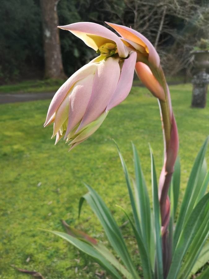 Beschorneria yuccoides flower