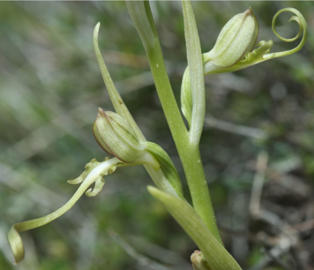 Himantoglossum affine — related species from the same genus