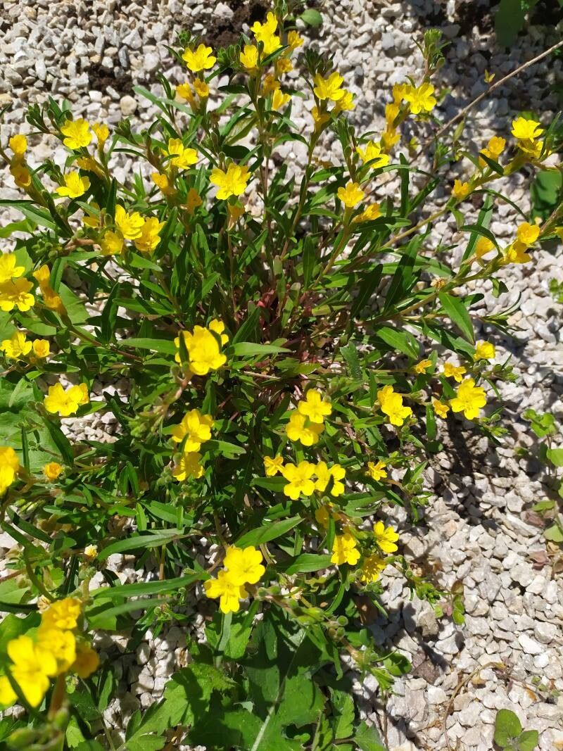 Oenothera perennis habit