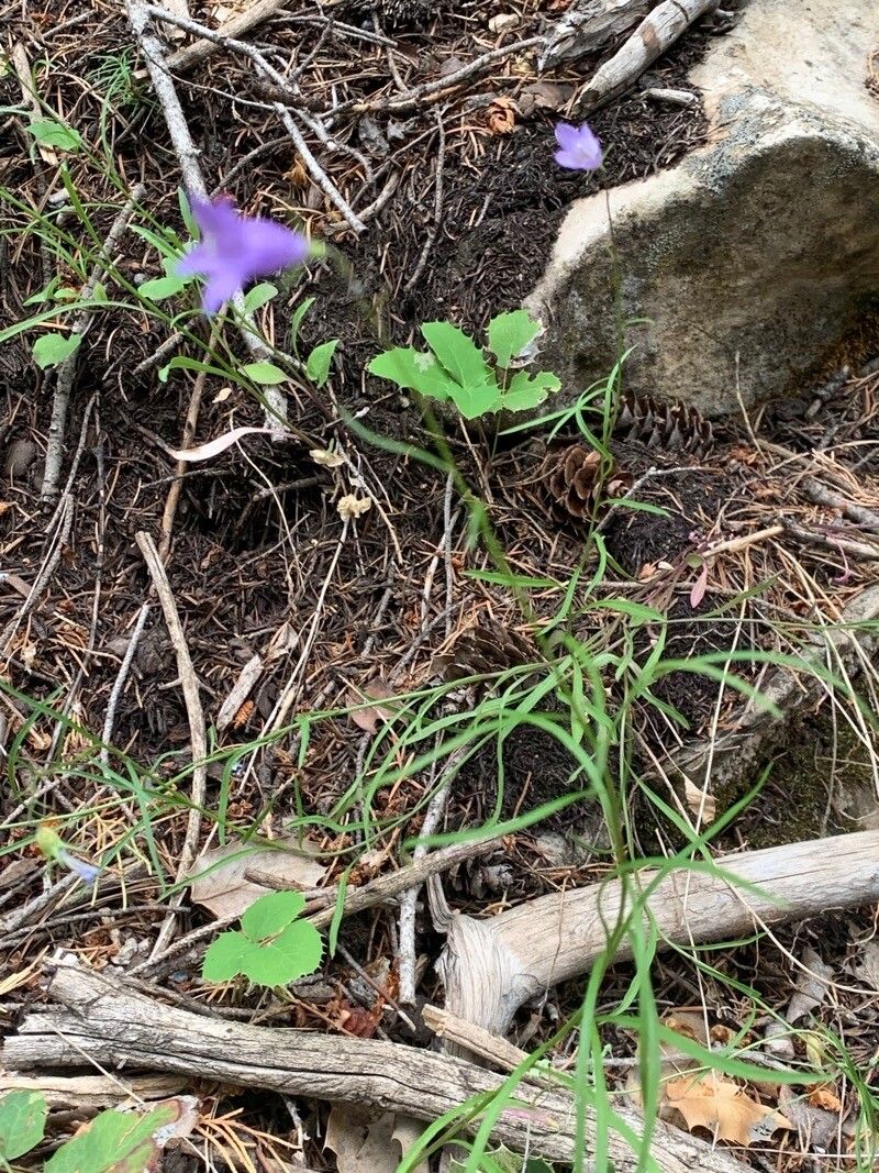 Campanula excisa leaf