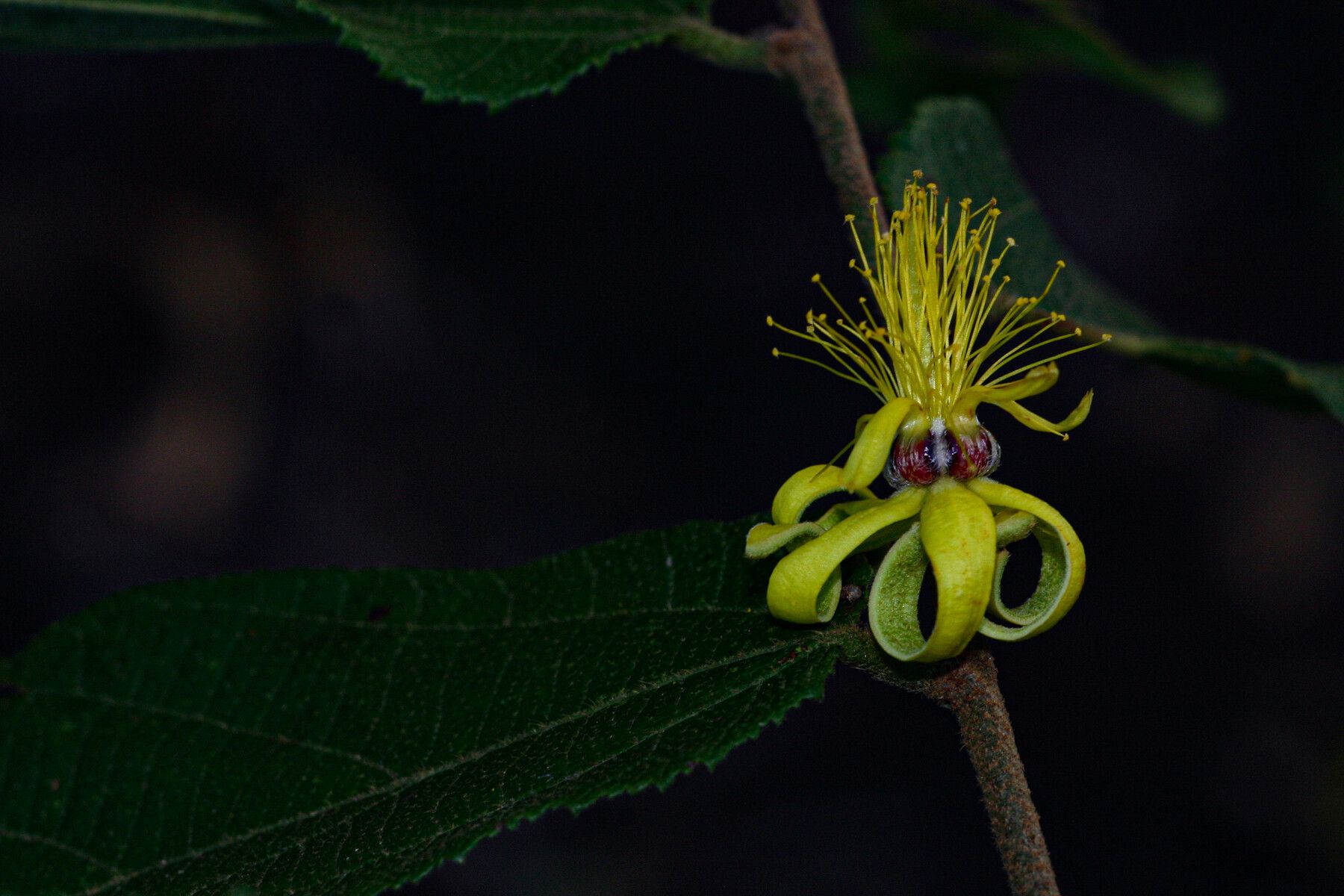 Grewia forbesii — houseplant care guide