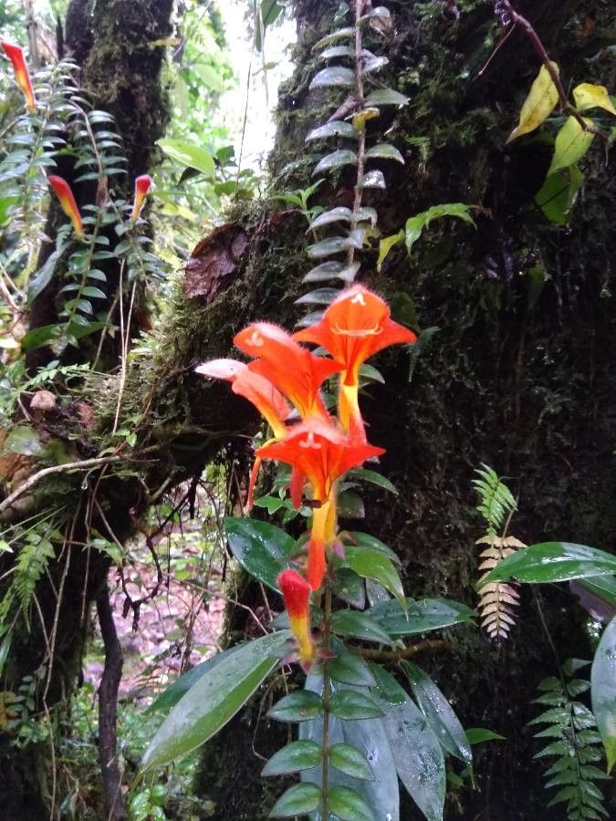 Columnea hirta flower