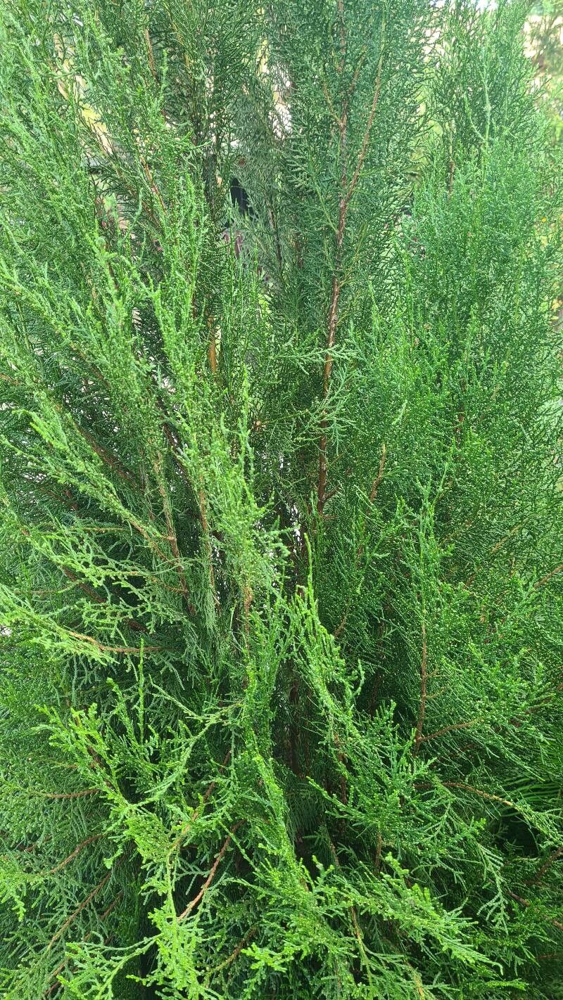 Hesperocyparis lusitanica — search result for 'Hesperocyparis'