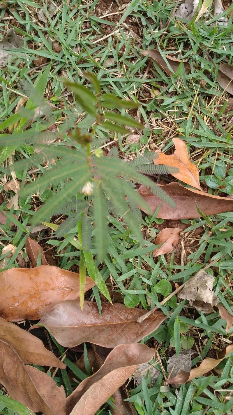 Desmanthus pernambucanus leaf