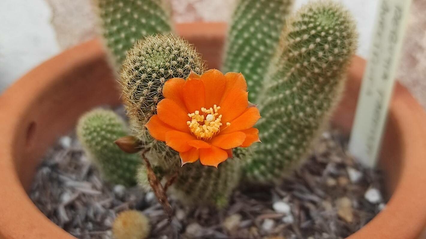Rebutia fabrisii flower