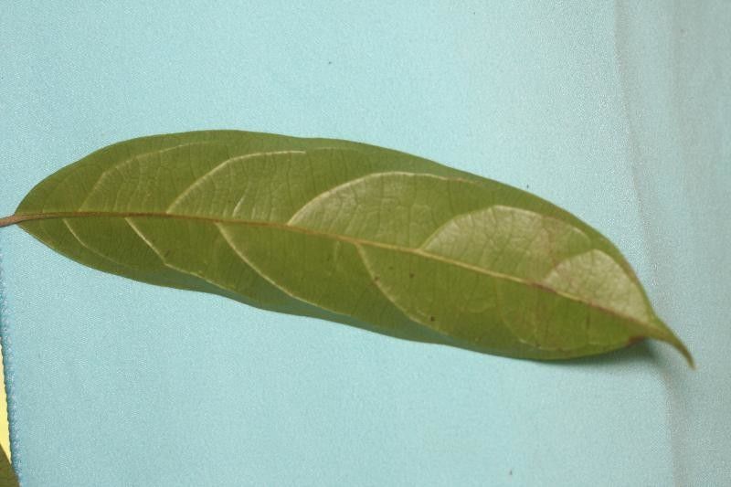 Siparuna poeppigii leaf
