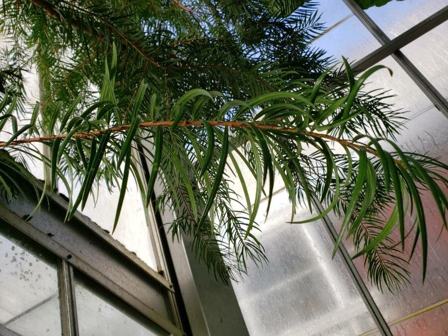 Keteleeria evelyniana leaf